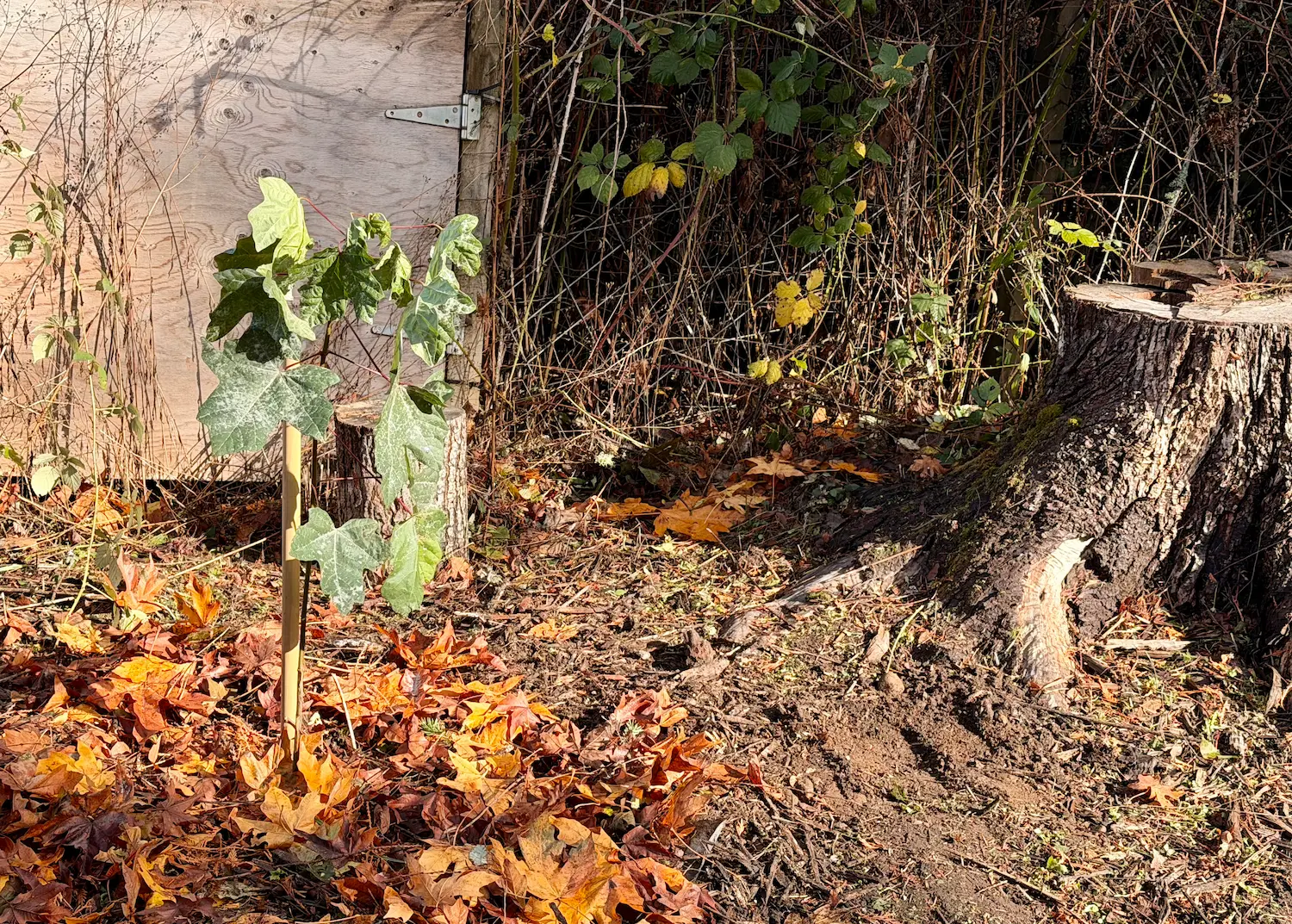 Our transplanted tree basks in the fall sun.